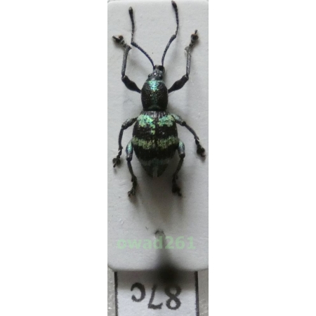 Neopyrgops sp. Heller, 1913 Philippines87c